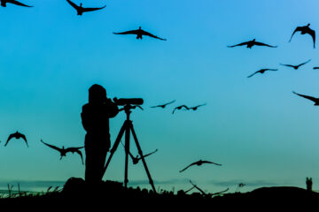 Bird Watching near a flock of birds.