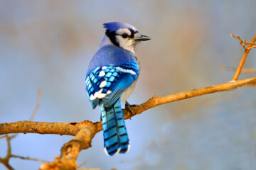 Bird watching a Blue Jay enjoying the morning on a branch.