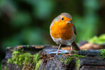 Robin redbreast ( Erithacus rubecula) bird a British European garden songbird