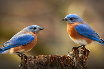 Two birds on a log sighted during a bird watching session